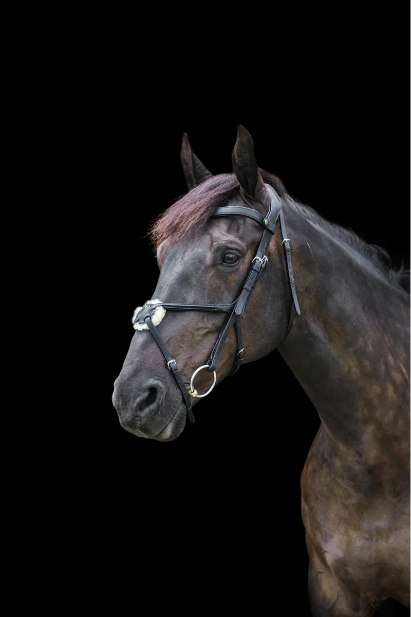 EcoRider Freedom Grackle Bridle - Black-2