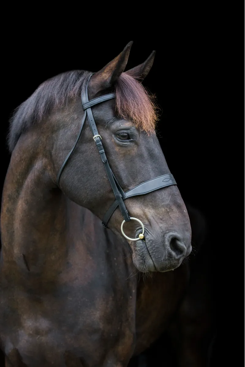 EcoRider Classic Show Bridle - Black-1