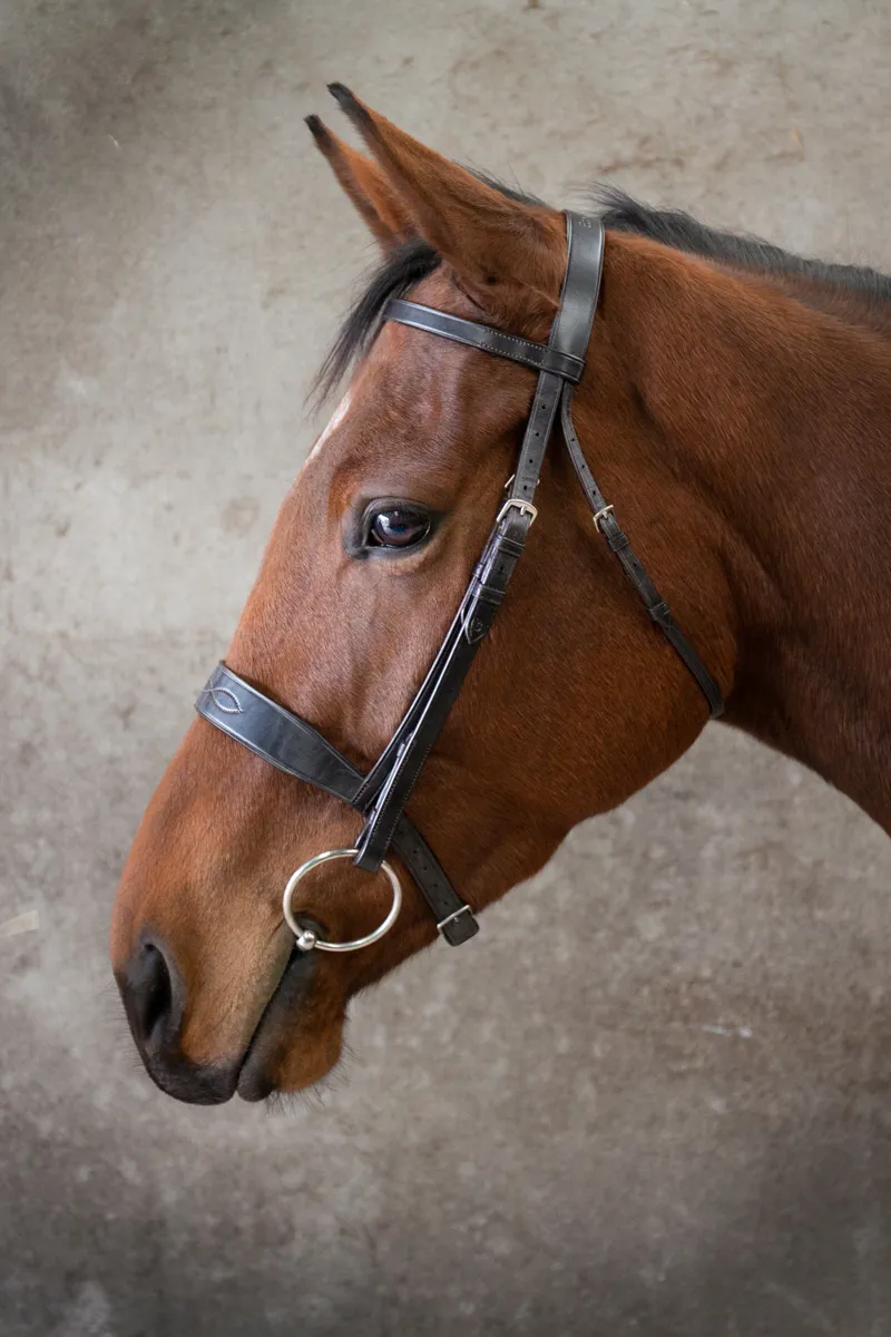 EcoRider Classic Show Bridle - Brown