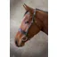 EcoRider Classic Show Bridle - Brown