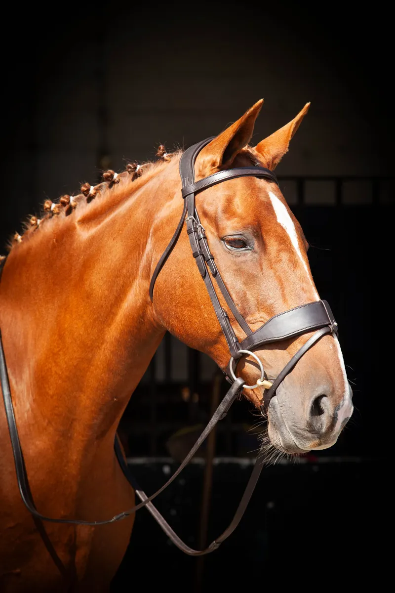 EcoRider Classic Show Comfort Bridle - Brown-3