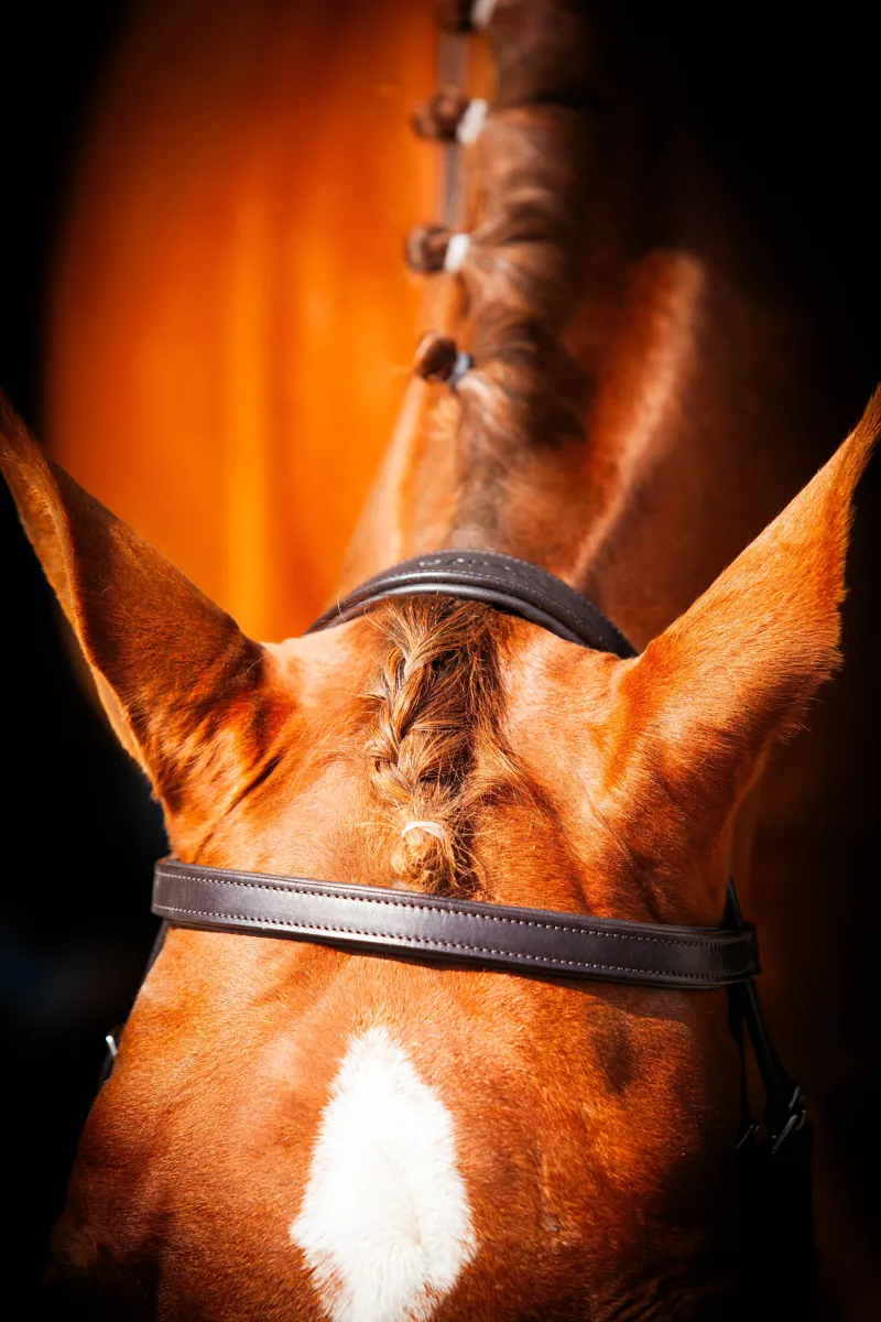 EcoRider Classic Show Comfort Bridle - Brown-1