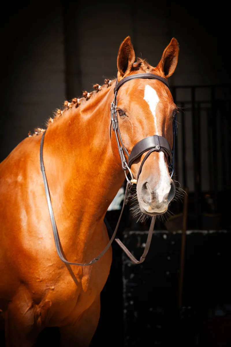 EcoRider Classic Show Comfort Bridle - Brown