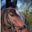 EcoRider Freedom Juliette Browband - Brown