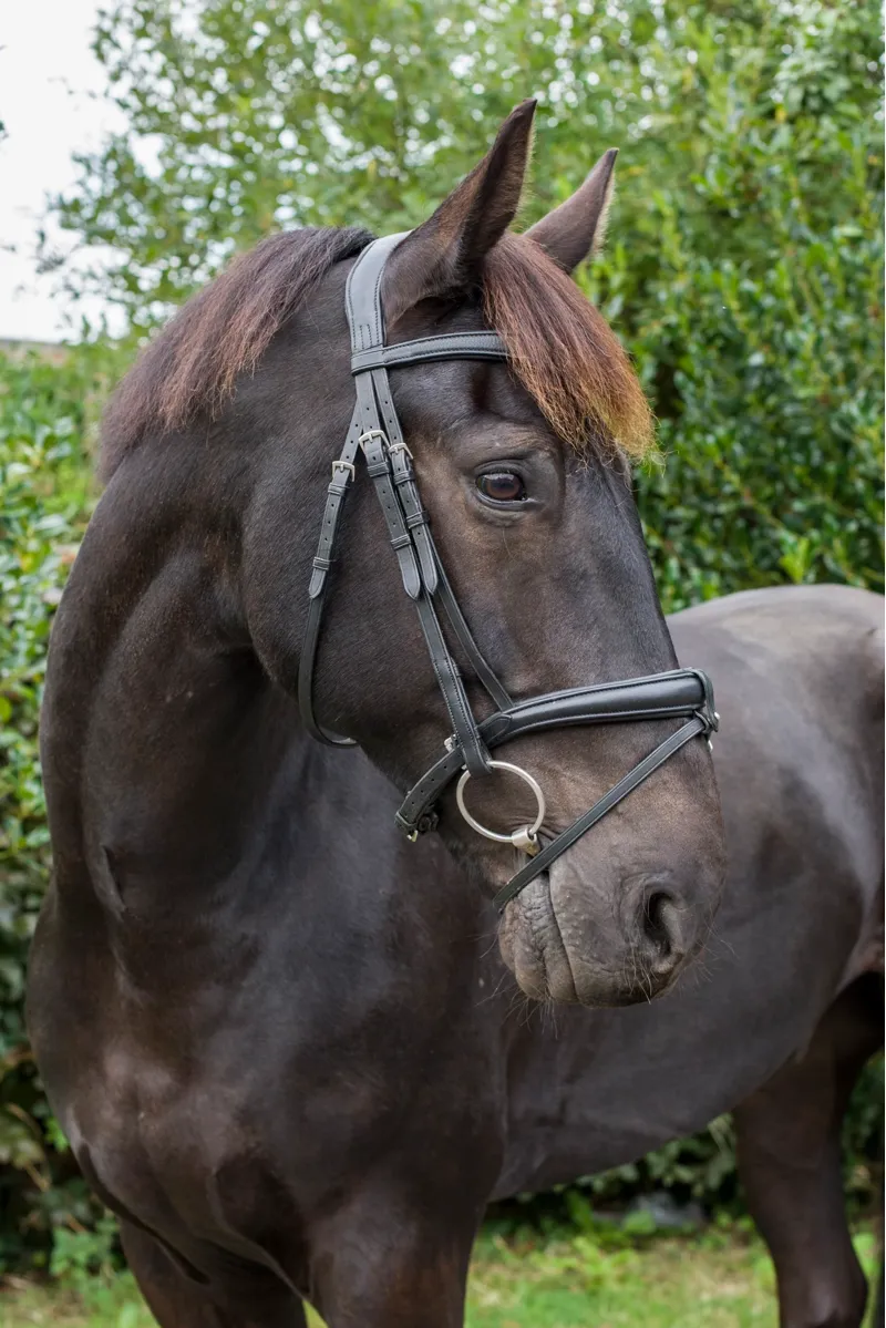EcoRider SuperLux Bridle - Black-2