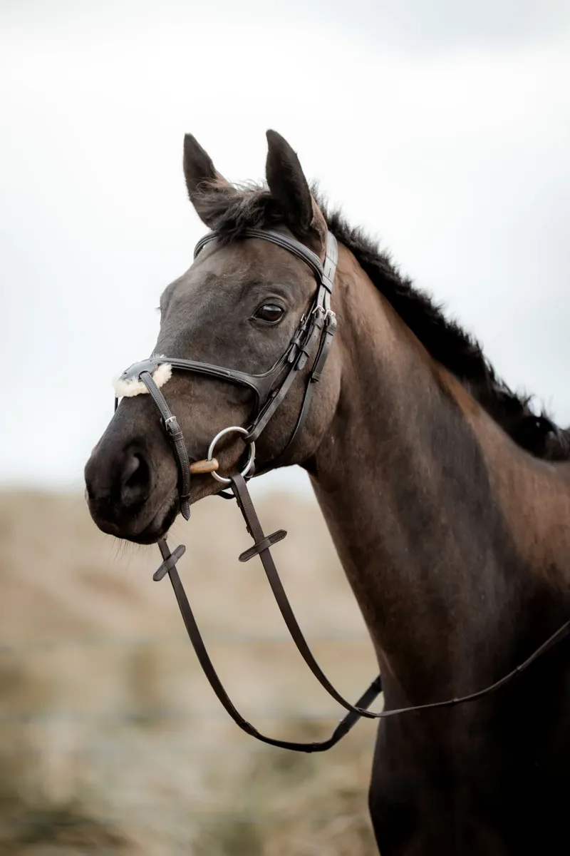EcoRider SuperLux Grackle Bridle - Brown-2