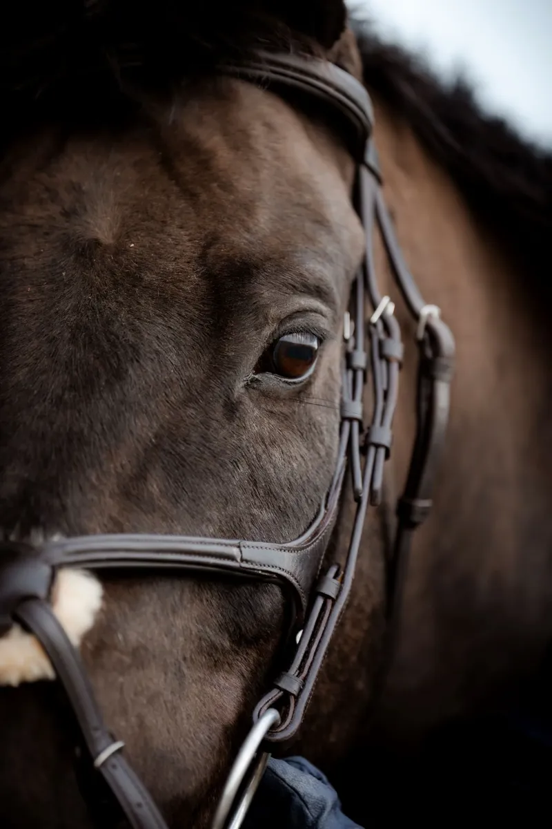 EcoRider SuperLux Grackle Bridle - Brown-3