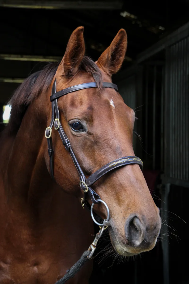 EcoRider Classic Inhand Bridle - Brown-3