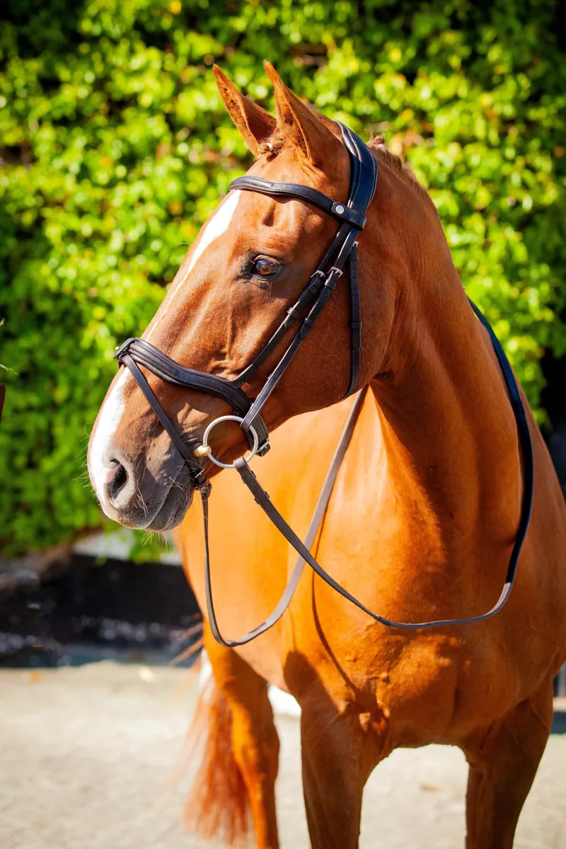 EcoRider Kilkenny v2.0 Bridle - Brown-1