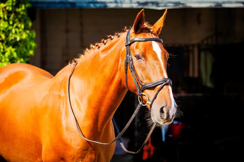 EcoRider Kilkenny v2.0 Bridle - Brown-2