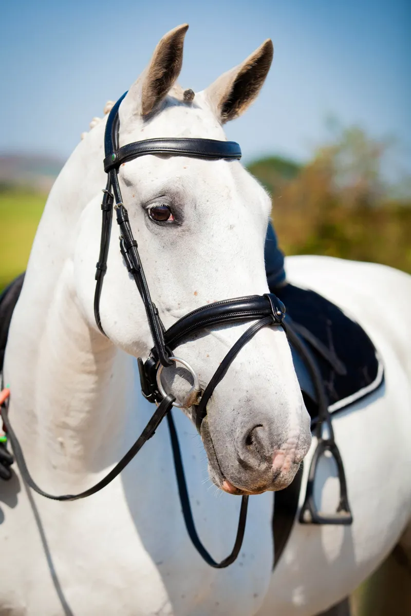 EcoRider Claddagh Bridle - Black-2