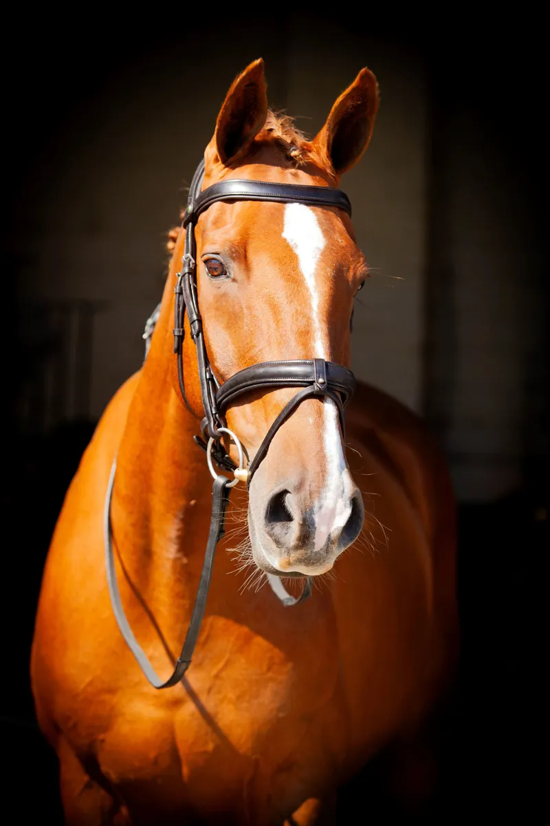 EcoRider Claddagh Bridle - Brown-2