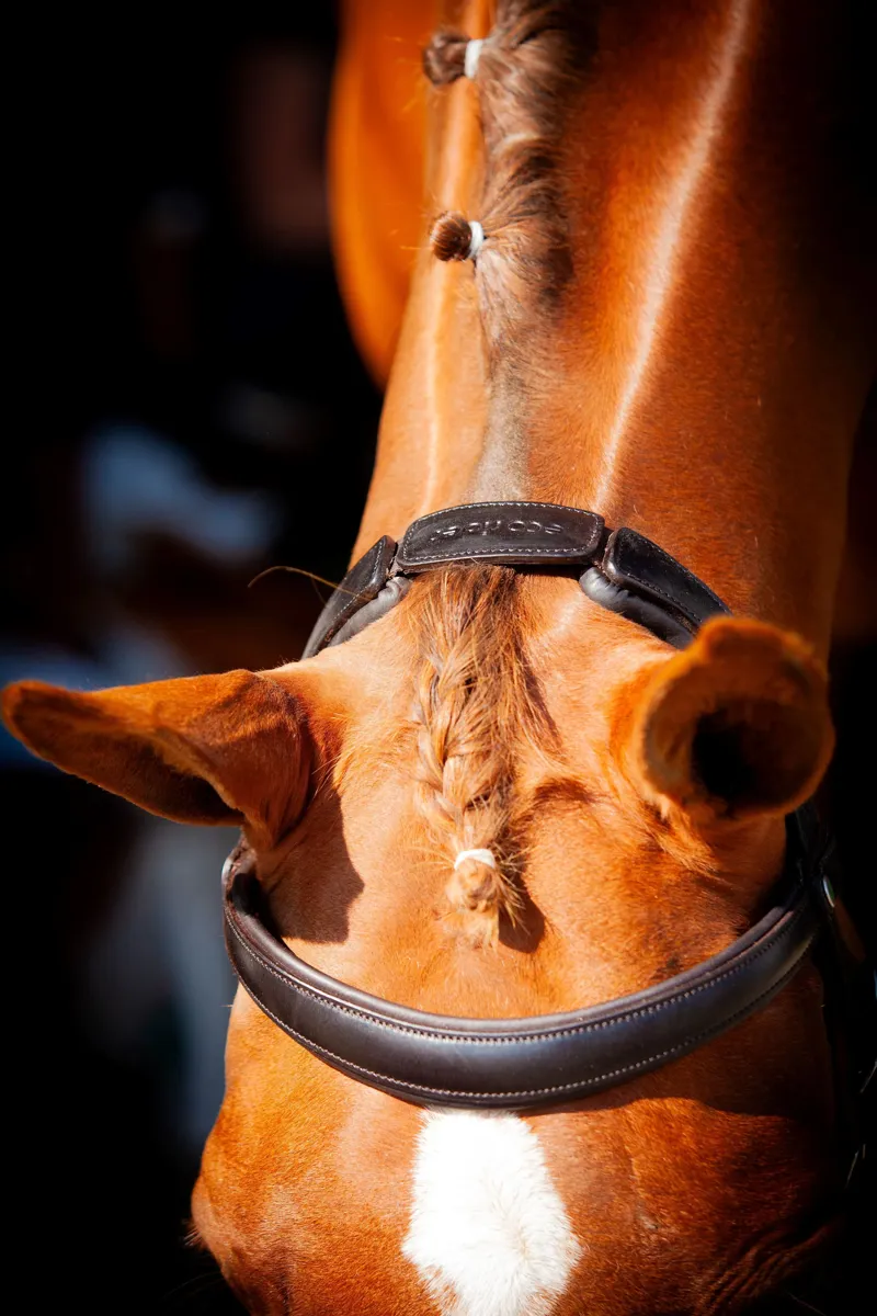 EcoRider Claddagh Bridle - Brown-1