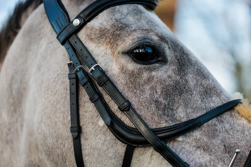 EcoRider SeamFree Grackle Bridle - Black-2
