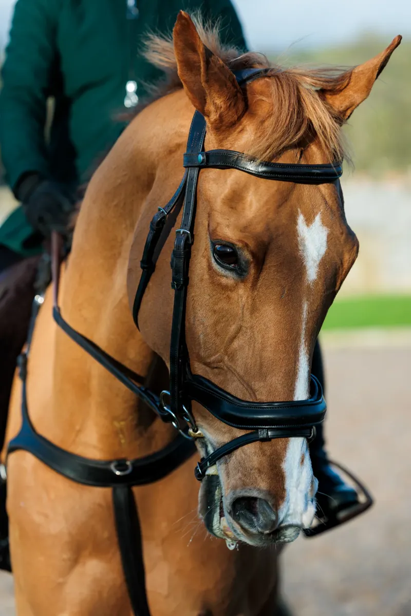 EcoRider Seamfree Anatomic Bridle - Black-1