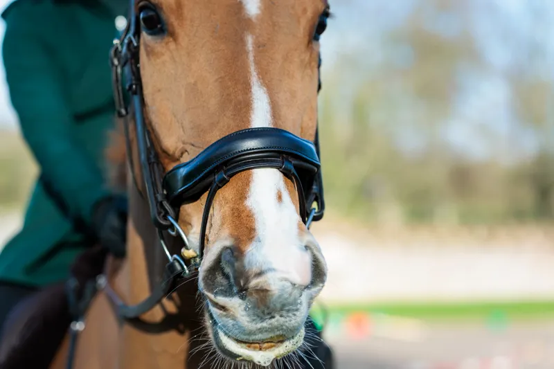 EcoRider Seamfree Anatomic Bridle - Black-4