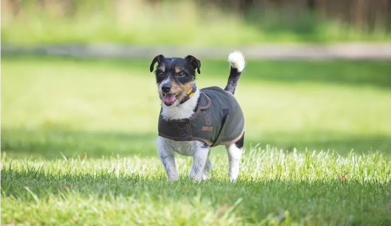 Shires Digby and Fox Wax Dog Coat - Olive-1