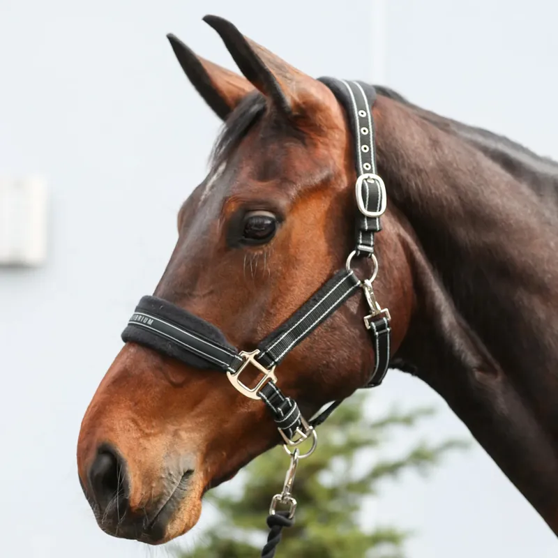 Equilibrium Stellar Style Headcollar - Black-1