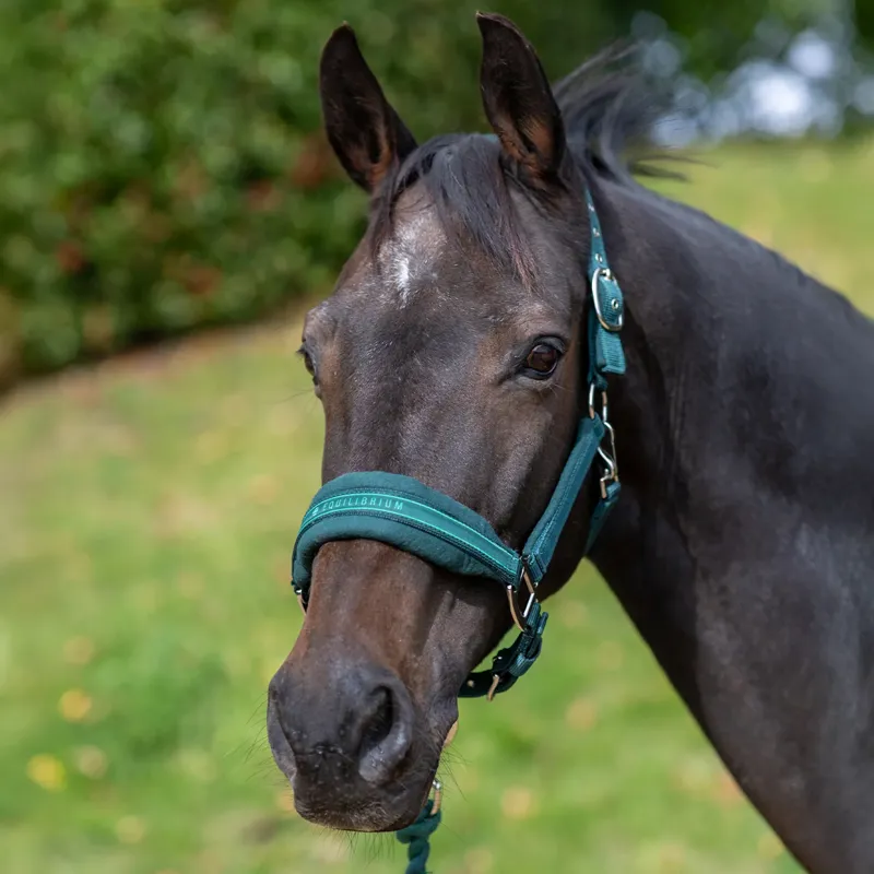 Equilibrium Stellar Style Headcollar - Green-3