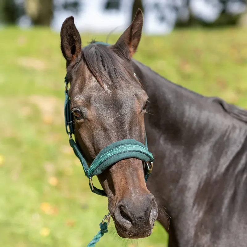 Equilibrium Stellar Style Headcollar - Green-1