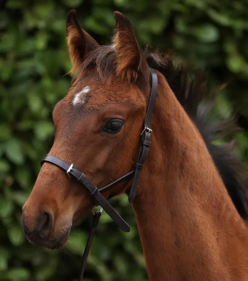 Premier Equine Standard Foal Slip 5/8 inch Headcollar - Dark Havana-4