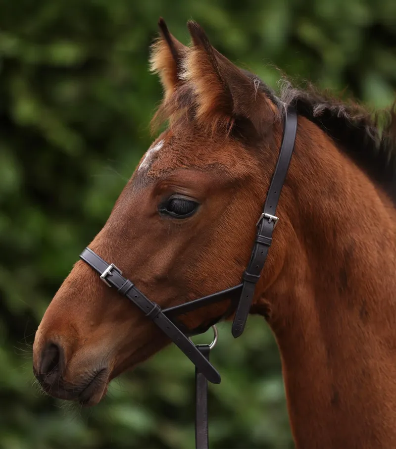 Premier Equine Foal Slip 1/2 inch Headcollar - Dark Havana-4