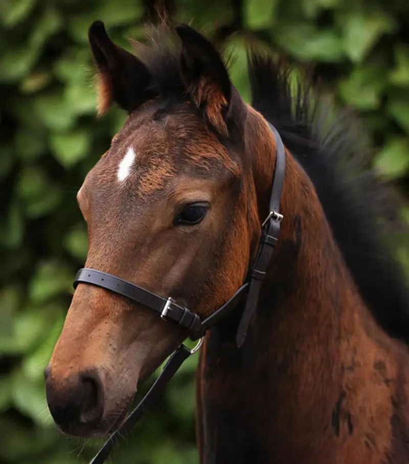 Premier Equine Standard Foal Slip 3/4 inch Headcollar - Dark Havana-5