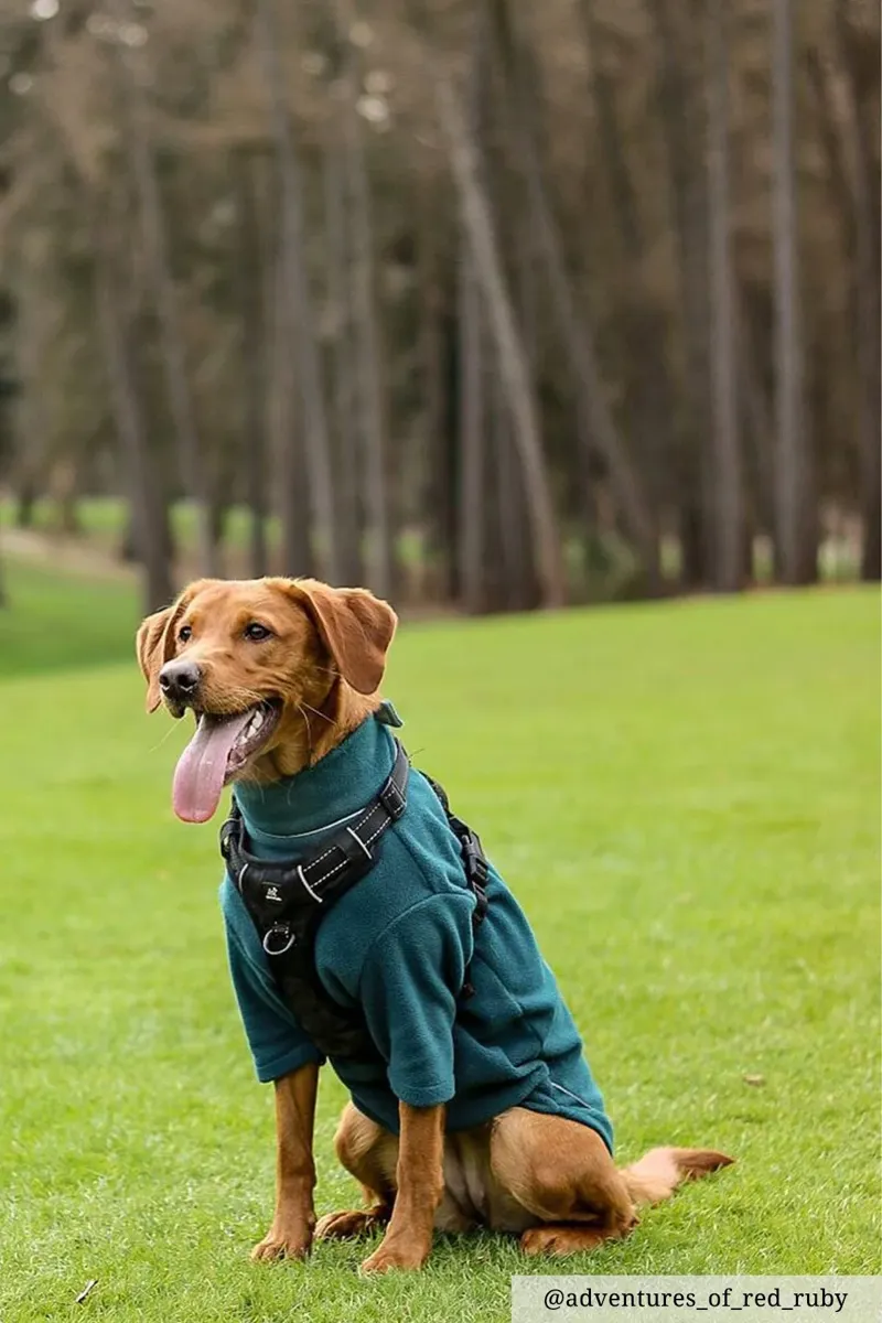 Rydale Yapham Fleece Dog Jumper - Teal-1
