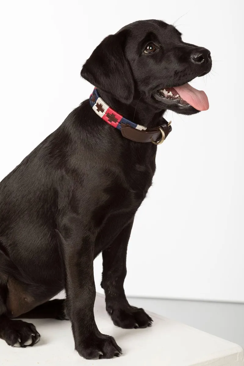 Rydale Polo Belt Dog Collar - Navy/Bonbon/Vanilla-2