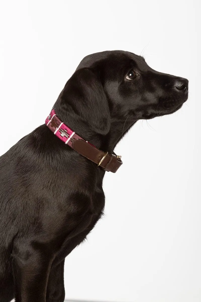 Rydale Polo Belt Dog Collar - Berry/Damson/Sorbet-2