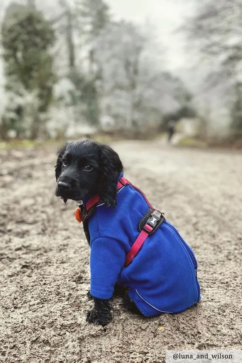 Rydale Yapham Fleece Dog Jumper - Blue