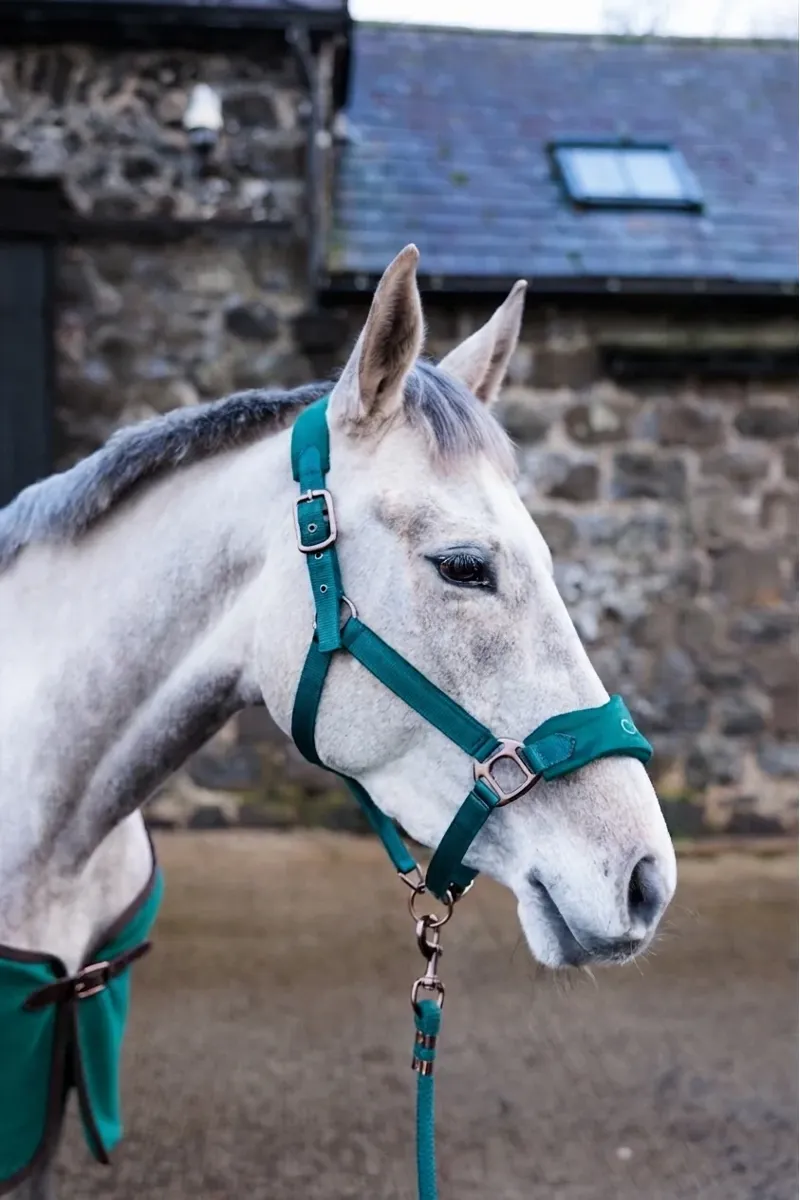 Cameo Suede Elite Headcollar and Leadrope - Evergreen-3