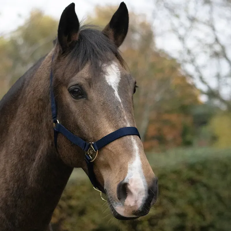 Hy Equestrian HyCONIC Head Collar - Navy-1