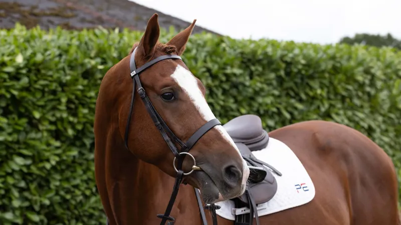 Premier Equine Hunter Bridle - Dark Havana-7