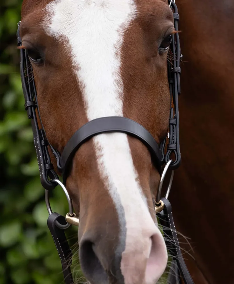 Premier Equine Hunter Bridle - Dark Havana-6