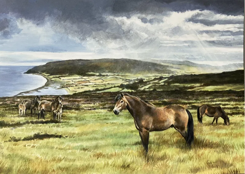 Caroline Cook Equestrian Card - Exmoor Ponies