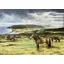 Caroline Cook Equestrian Card - Exmoor Ponies