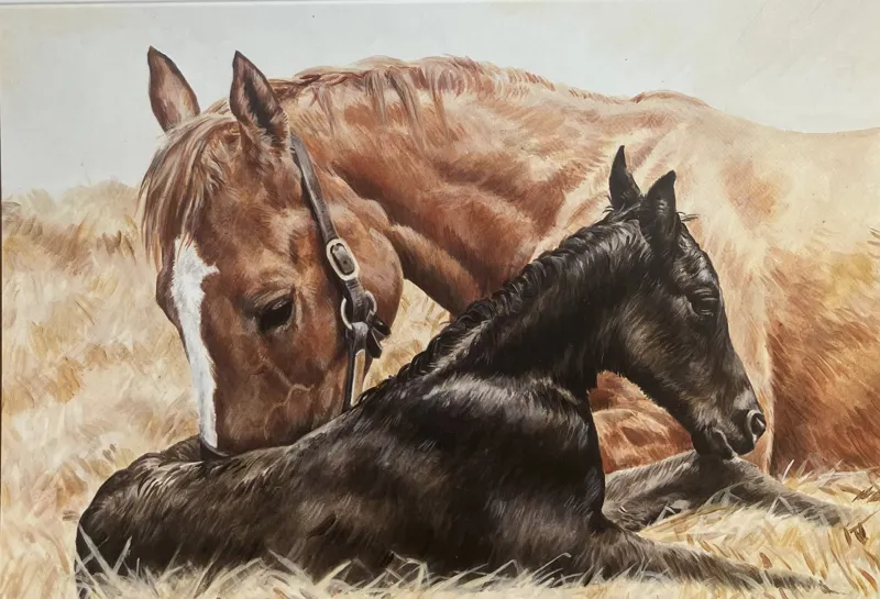 Caroline Cook Equestrian Card - The Newborn Foal 