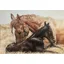 Caroline Cook Equestrian Card - The Newborn Foal 