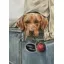 Caroline Cook Equestrian Card - Undercover Agent