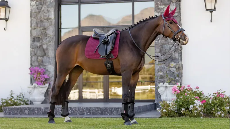 LeMieux Cotton Dressage Square - Burgundy-3