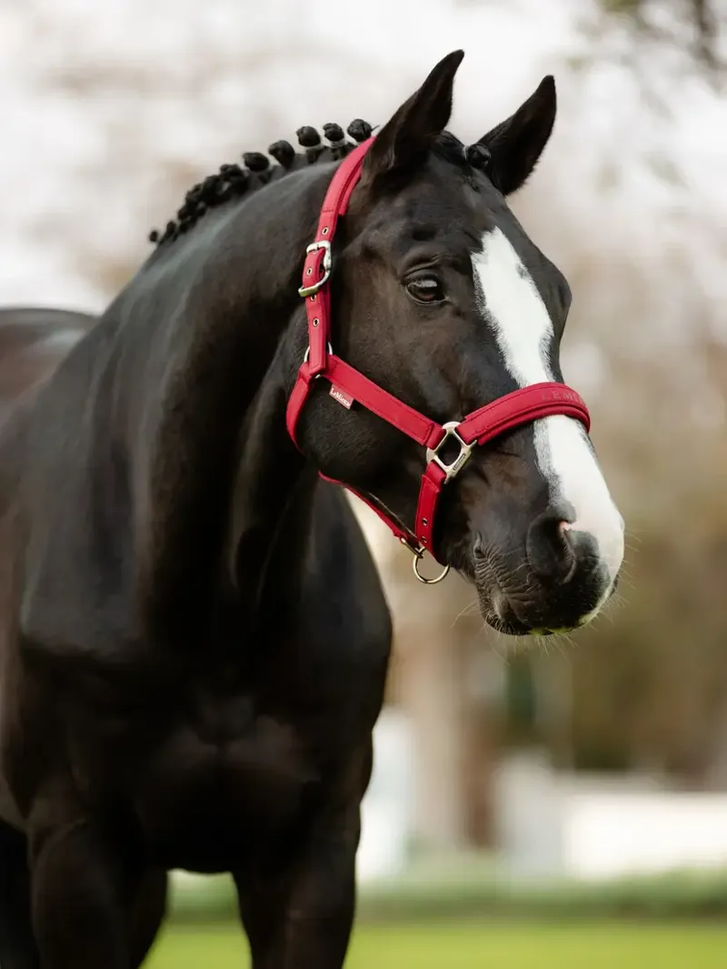 Lemieux Soft Shell Headcollar - Ember-1