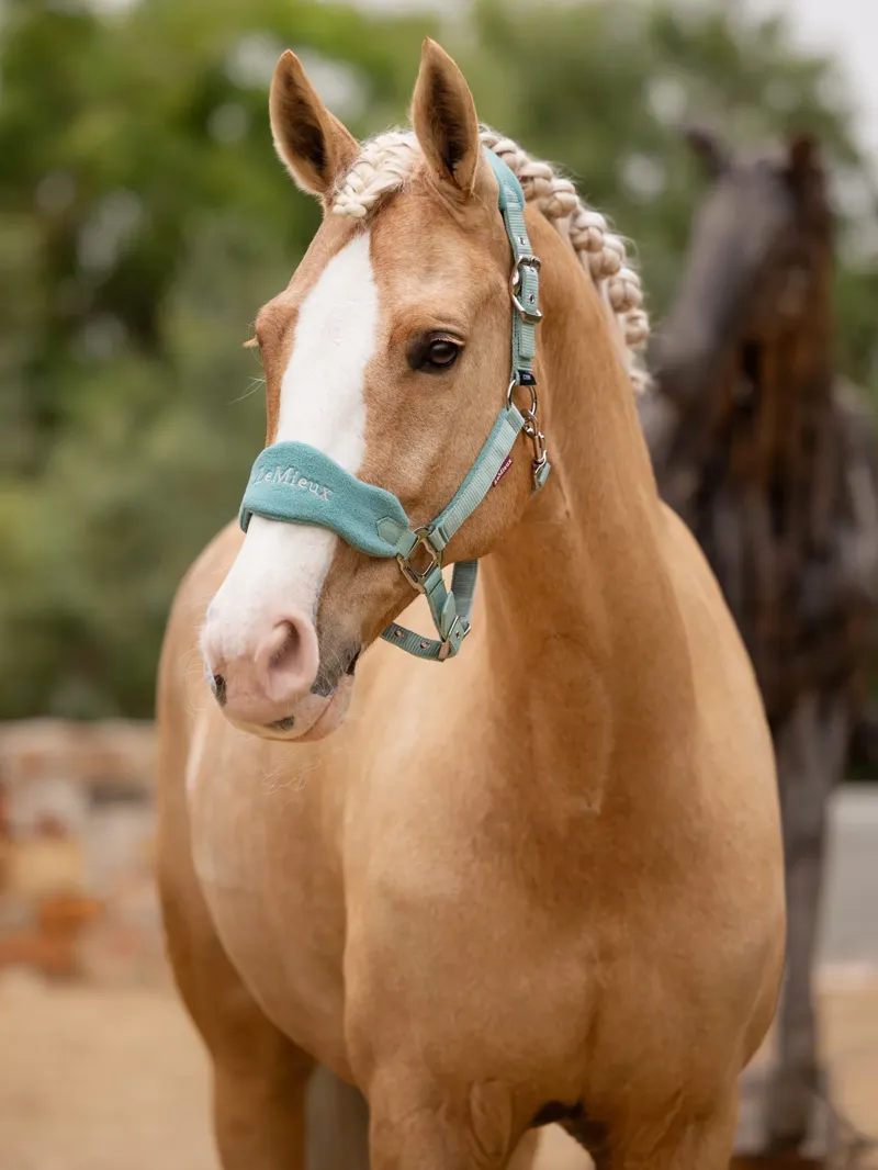 LeMieux Vogue Headcollar and Leadrope - Lagoon