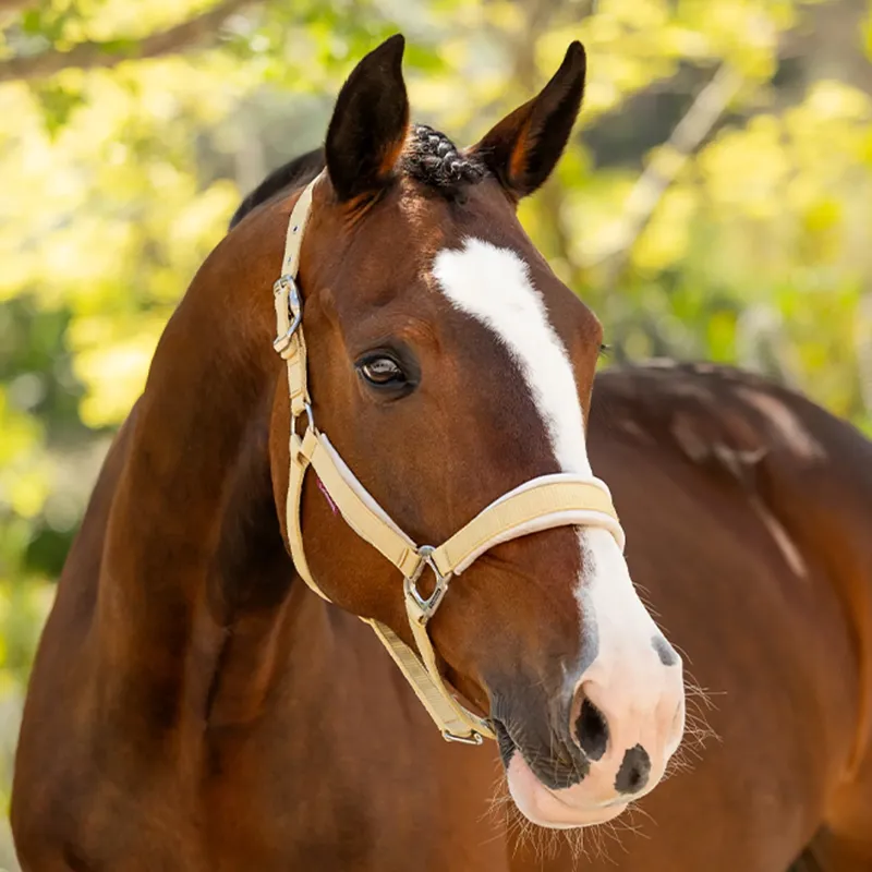 LeMieux Versailles Headcollar - Mimosa-2