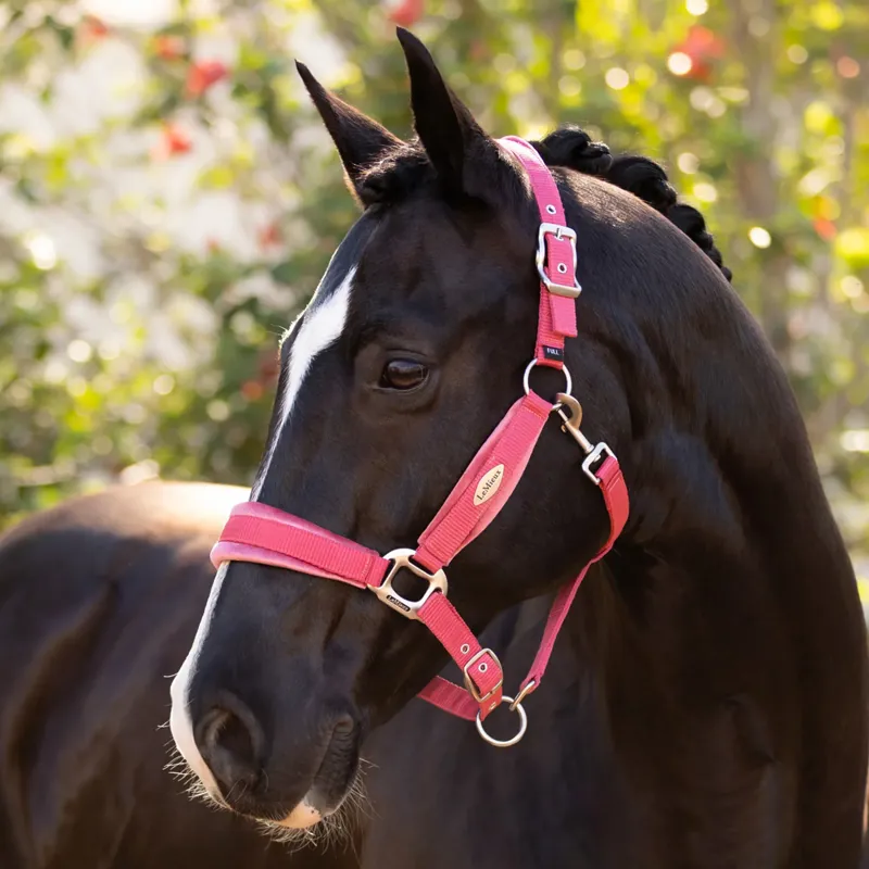 LeMieux Versailles Headcollar  - Cranberry-1