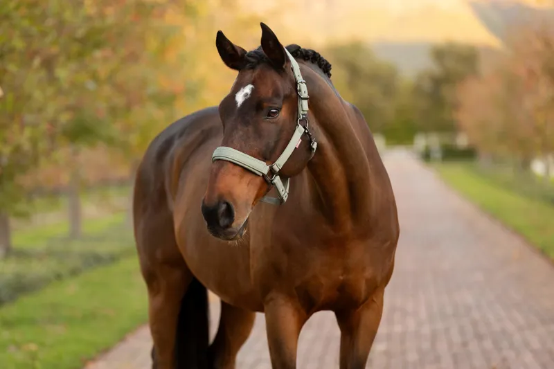 LeMieux Essence Headcollar - Rosemary-1