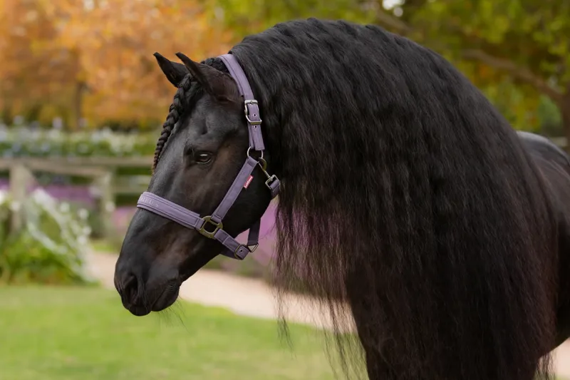 LeMieux Essence Headcollar - Juniper-1
