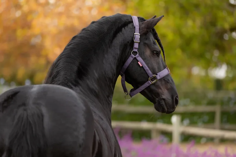 LeMieux Essence Headcollar - Juniper-2