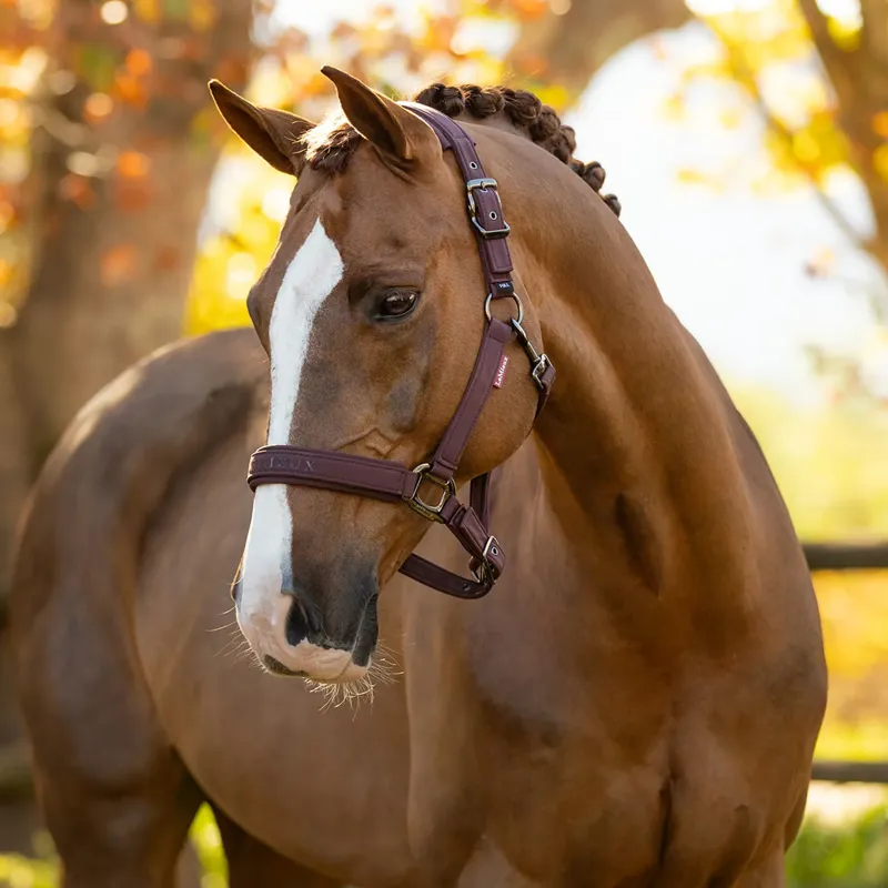 LeMieux Essence Headcollar - Damson-1