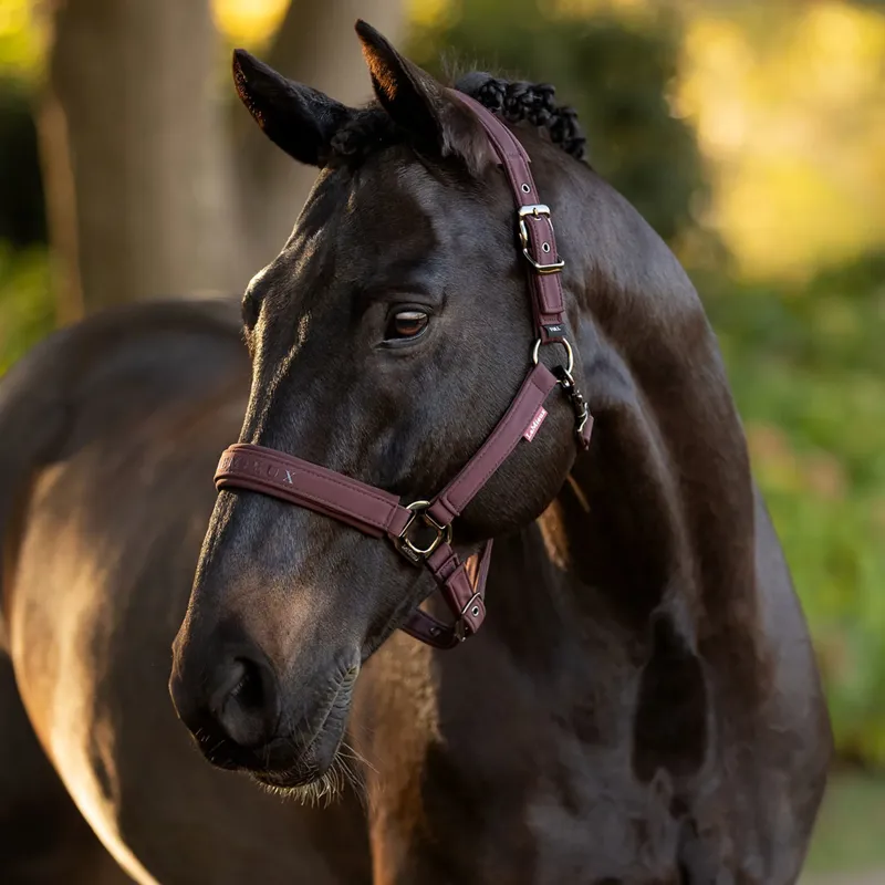 LeMieux Essence Headcollar - Damson-2